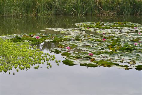 池塘的图片